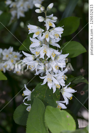 Utsugi Utsugi 126632615