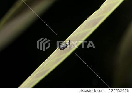 Kasyluri Kokkiri 126632626