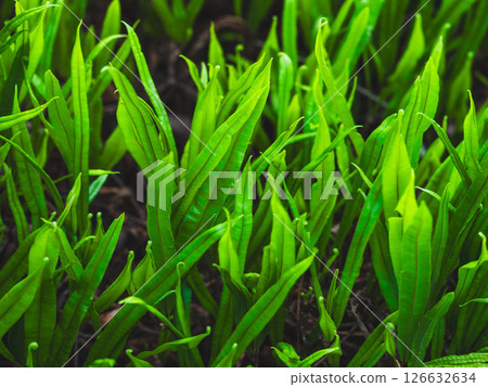 Beautiful scene of tropical trees and plants in the rainforest of Thailand. Nature background of a rainforest 126632634