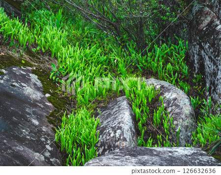 Beautiful scene of tropical trees and plants in the rainforest of Thailand. Nature background of a rainforest 126632636