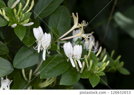 Honeysuckle Honeysuckle 126632653