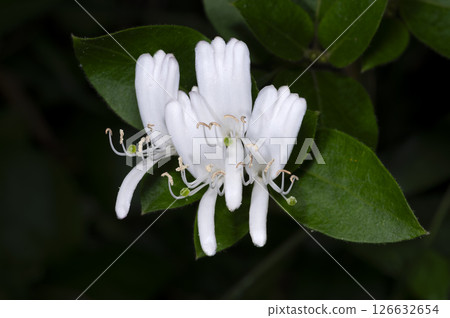 Honeysuckle Honeysuckle 126632654