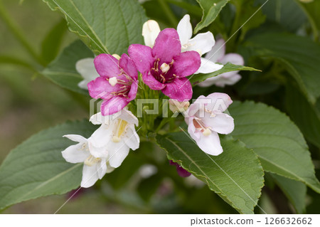 博克斯爾夫 126632662