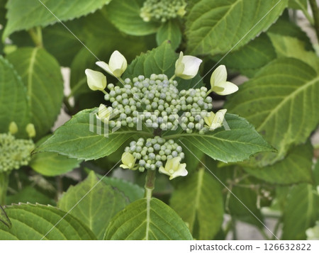 Hydrangeas starting to bloom Hydrangeas starting to bloom 126632822