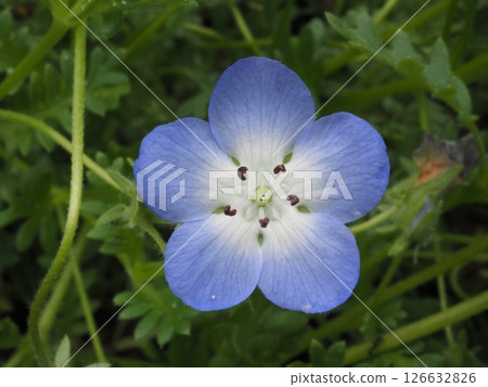 Nemophila from the front 126632826