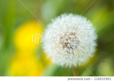 Fluffy dandelion fluff Fluffy dandelion fluff 126632901