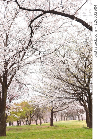 Akagi South side Senbon-zakura 126632904