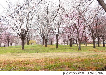 赤城南側Senbon-zakura 126632907