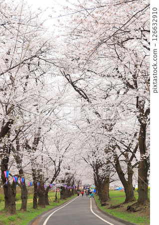 赤城南側Senbon-zakura 126632910