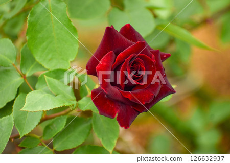 深紅春玫瑰黑珍珠 126632937