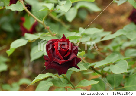 Crimson Spring Roses Black Pearls Crimson Spring Roses Black Pearls 126632940