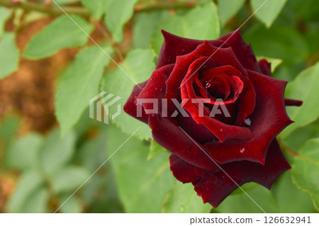 Crimson Spring Roses Black Pearls Crimson Spring Roses Black Pearls 126632941