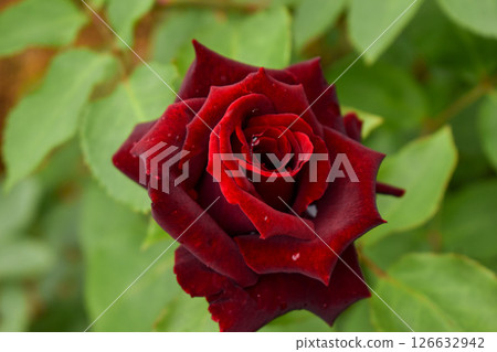 Crimson Spring Roses Black Pearls 126632942