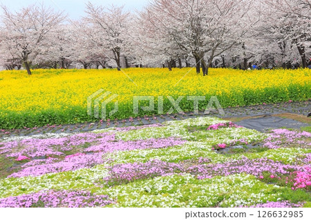 赤城南側的千本櫻和油菜花 赤城南側的千本櫻和油菜花 126632985