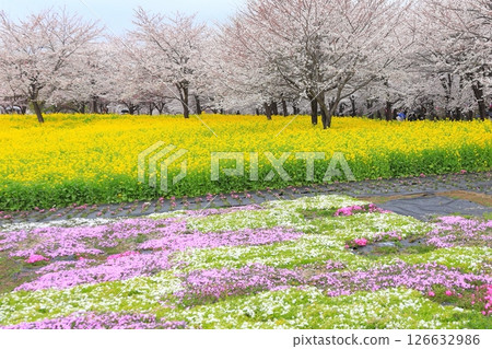赤城南側的千本櫻和油菜花 赤城南側的千本櫻和油菜花 126632986
