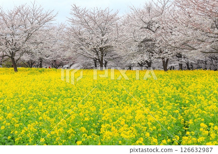 Senbonzakura and rape blossoms on the south side of Akagi Senbonzakura and rape blossoms on the south side of Akagi 126632987