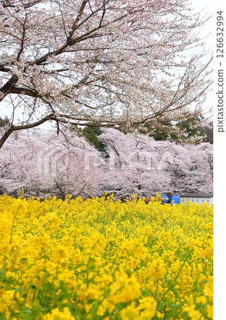 赤城南側的千本櫻和油菜花 赤城南側的千本櫻和油菜花 126632994
