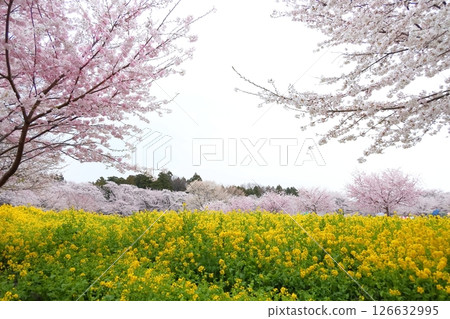 赤城南側的千本櫻和油菜花 赤城南側的千本櫻和油菜花 126632995
