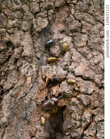Beetles and summer insects gathering on the sap of oak trees 126633122