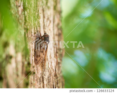 A cicada resting on a metasequoia tree A cicada resting on a metasequoia tree 126633124