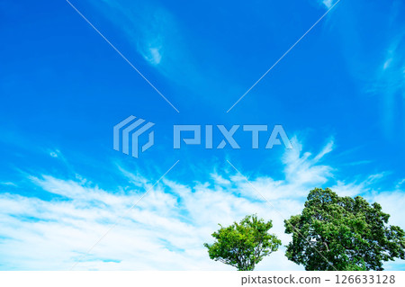 Blue sky, clouds and grove 126633128