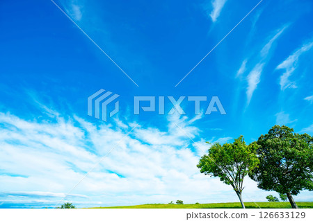 Blue sky, clouds and grove 126633129
