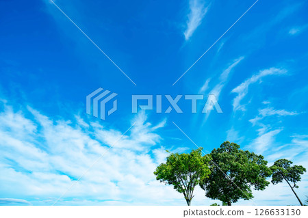 Blue sky, clouds and grove 126633130
