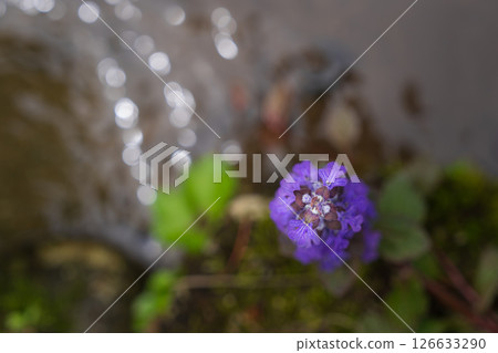 清晨,水邊盛開的筋骨草花 清晨,水邊盛開的筋骨草花 126633290
