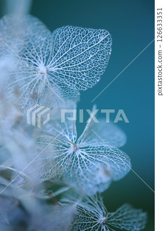 Winter hydrangea, dried flowers 126633351