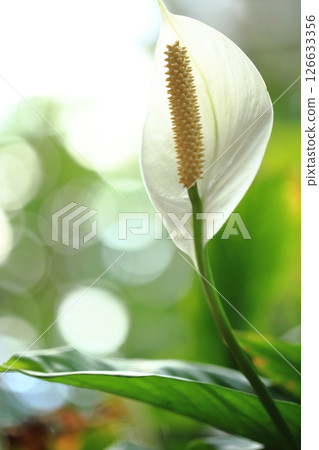 Spathiphyllum, white flowers blooming towards the light 126633356