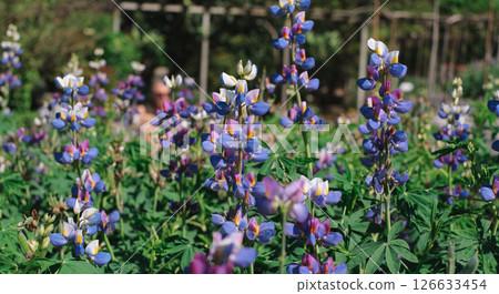 Beautiful field of blooming lupine flowers in vibrant shades of blue, purple, and white, captured in daylight Beautiful field of blooming lupine flowers in vibrant shades of blue, purple, and white, captured in daylight 126633454
