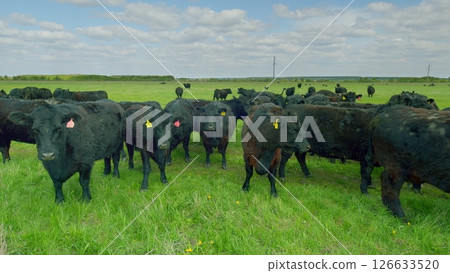 Black Cattle Grazing Contentedly in Beautiful Lush Green Pastures Under Clear Blue Skies Black Cattle Grazing Contentedly in Beautiful Lush Green Pastures Under Clear Blue Skies 126633520