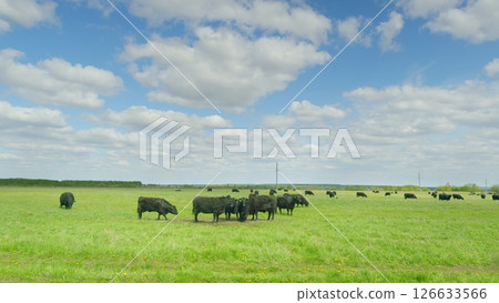 Peaceful and Serene Pastures with Grazing Cattle Under a Bright Blue Sky Full of Clouds Peaceful and Serene Pastures with Grazing Cattle Under a Bright Blue Sky Full of Clouds 126633566