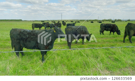 A herd of black cattle peacefully grazing in a lush green pasture under a bright sky 126633569
