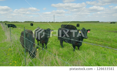 A group of black cows peacefully grazing in a lush green pasture under a clear blue sky 126633581