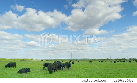 A serene pastoral landscape featuring grazing cattle peacefully under expansive cloudy skies A serene pastoral landscape featuring grazing cattle peacefully under expansive cloudy skies 126633592