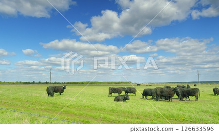 A Lush Green Pasture Filled with Grazing Cattle Beneath Beautiful Blue Skies Above A Lush Green Pasture Filled with Grazing Cattle Beneath Beautiful Blue Skies Above 126633596