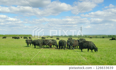 A Serene Pasture with Bison Roaming Under a Vast Blue Sky in a Picturesque Location A Serene Pasture with Bison Roaming Under a Vast Blue Sky in a Picturesque Location 126633639