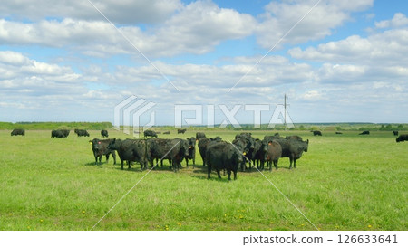 Cattle Grazing in an Open Pasture Beneath a Beautiful Blue Sky with Wispy Clouds Cattle Grazing in an Open Pasture Beneath a Beautiful Blue Sky with Wispy Clouds 126633641