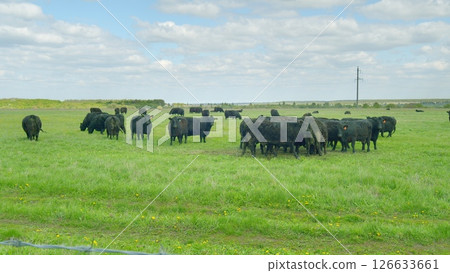 Cattle are grazing peacefully in a lush green pasture, all while under a cloudy sky above Cattle are grazing peacefully in a lush green pasture, all while under a cloudy sky above 126633661
