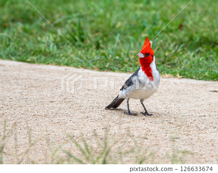 Red Bird Red Bird 126633674
