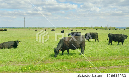 A herd of black cattle is grazing peacefully on the lush green pasture, enjoying natures bounty A herd of black cattle is grazing peacefully on the lush green pasture, enjoying natures bounty 126633680