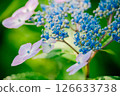 繡球花 126633738