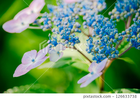 繡球花 126633738