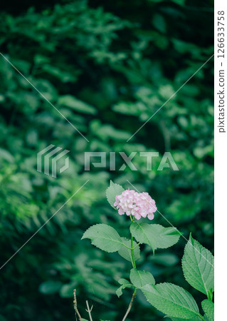 A single hydrangea temple 126633758