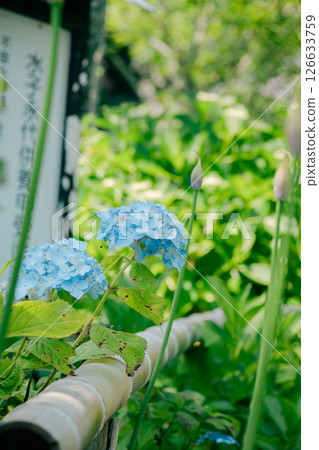 Hydrangea flower 126633759