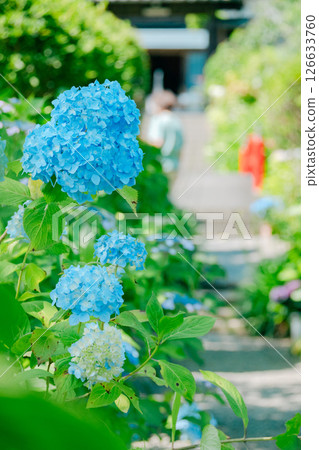 Hydrangea flower 126633760