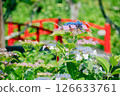 繡球花 126633761