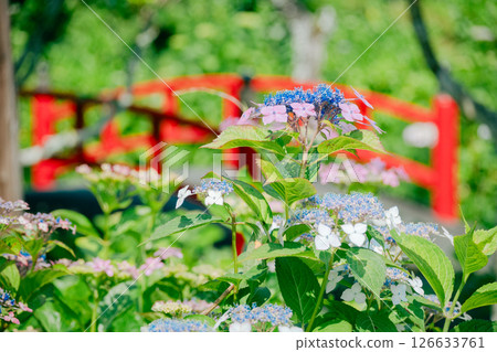 繡球花 126633761