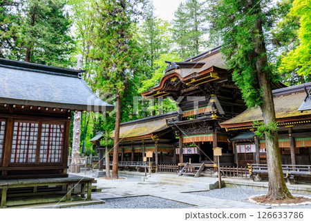 Early summer at Suwa Taisha Shrine, Shimosha, Harumiya, Suwa District, Nagano Prefecture Early summer at Suwa Taisha Shrine, Shimosha, Harumiya, Suwa District, Nagano Prefecture 126633786